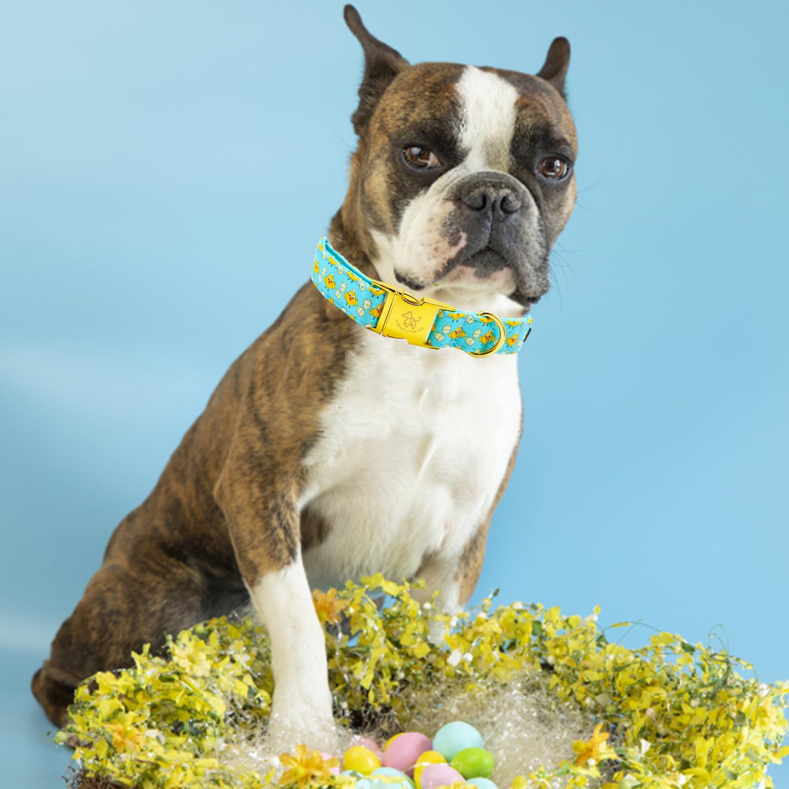 Elegant Little Tail Easter Dog Collar - Chicken Eggs Print, Blue, Adjustable for X-Large Dogs - Boy Girl Pet Gift